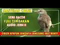 Suara Burung Ciblek Semi Gacor Full Nembak Audio Jernih Durasi Panjang 2 Jam