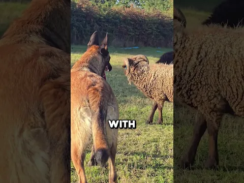How 1 Dog Controls Hundreds Of Sheep 🤯
