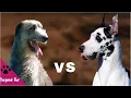 Great Dane vs Irish Wolfhound - Which Dog is Better for You