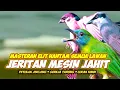 Lagu MASTERAN ELIT CUCAK KINOI PETULAK JINGJING GEREJA TARUNG || ALL MASTERAN SAMBUNG PETULAK JINGJING