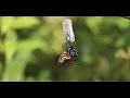 Monarch Butterfly Life Cycle