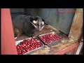 Download Lagu DIBALIK NIKMATNYA KOPI LUWAK