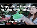 Lagu EFFECTIVE FERTILIZER FOR AGLAONEMA // Sekreto sa makapal at matabang halaman