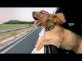 Download Lagu When Your Gentle Golden Retriever Is Actually a Comedian 🤣Funny Dog Videos 2025