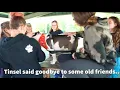 Tinsel Finds Her Forever Home