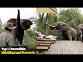 Download Lagu Top 12 INCREDIBLE Wild Elephant Encounters