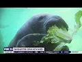 Brevard leads Florida counties in manatee deaths in 2021