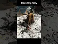 Download Lagu Parrying in Elden Ring Nightreign so Satisfying 😂  #eldenringnightreign