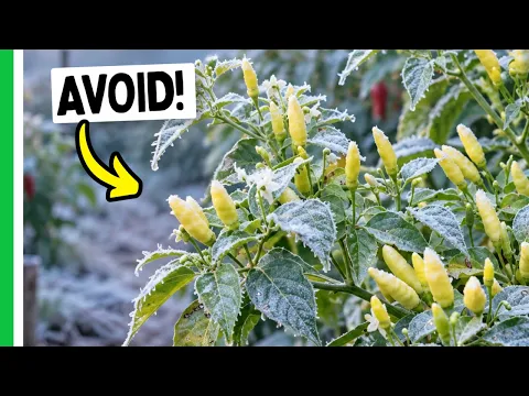 COLD Is Coming! Here's What ACTUALLY Saves Your Peppers