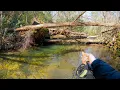 Fly Fishing Crystal Clear Water For BROWN TROUT North Georgia