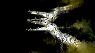 🐊CROCODILE Night Dive in Tulum Mexico (DRENCHED Ep. 51)