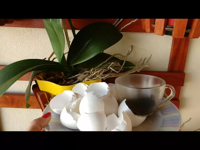 ADUBO ORGÂNICO PARA ORQUÍDEAS