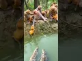 Download Lagu The confusing behavior of animals All animals are created equal Wonderful animals
