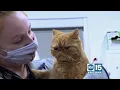 VCA Animal Referral Emergency Center of Arizona gives us a look inside the surgery department