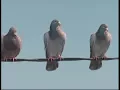 Funny Commercial - Geico Birds