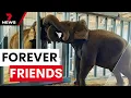 New Asian elephant roommates Permai and Burma meet for the first time at Monarto Safari Park | 7NEWS