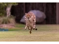 Cheetah Puppy Pal Run Together