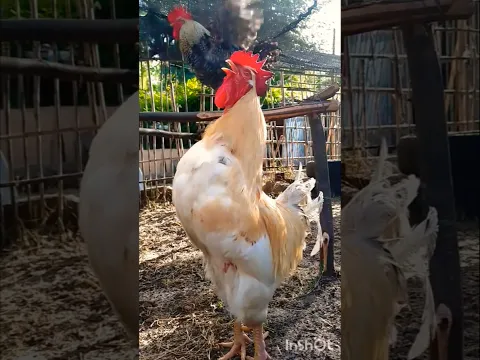 EL SONIDO DEL GALLO#gallos #feedshorts #shorts