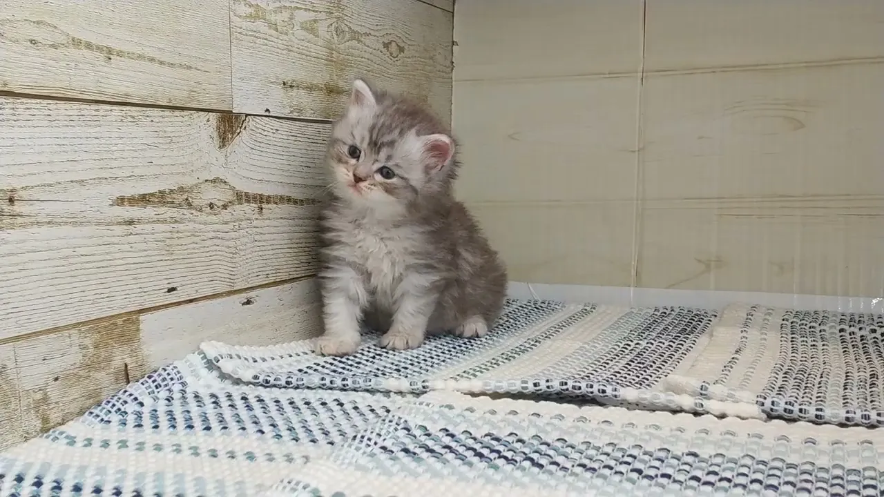 動画