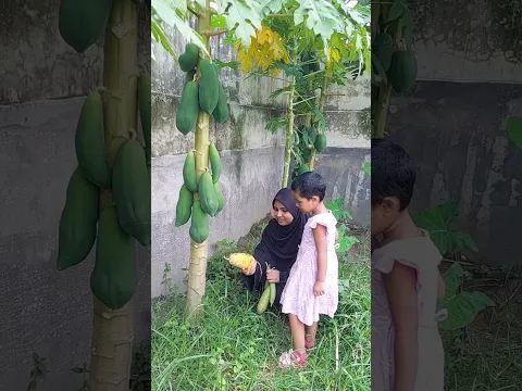 After So Long, We Visited the Papaya Garden… Look What We Found! 😲🥭 #AyeshaMoni #familyvlog #vairal