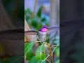 Download Lagu 🩷 Costa's hummingbird 🩷
