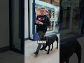 How To Leash Train Your Dog in Under 10 Minutes