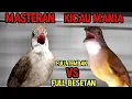 Download Lagu Suara burung masteran kapas tembak vs cucak jenggot ‼️suara jernih,durasi panjang