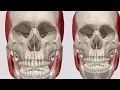Anatomical position of mandible