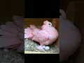 Download Lagu Top Beautiful Fantail Pigeons Collection ||#Short