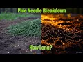 How Long Does It Take for Pine Needles to Break Down We Tracked It