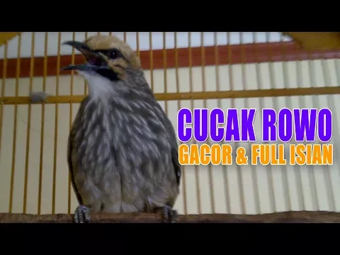 Download MP3 Cucak Rowo Gacor Suara Merdu Full Isian | Kicau Burung