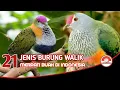 Download Lagu Burung Walik, merpati buah dan jenis nya di Indonesia