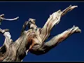 Loreena McKennitt - Ancient Pines