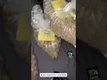 I Smoke 2 Pounds A Day Know Why