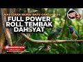 Download Lagu 🔴 Masteran Viral 2025 Full Power Roll Tembak Cucak Cungkok Gacor vs Srigunting Abu Abu Gacor Panjang