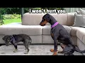 Doberman Meets a Terrified Rescue Puppy for the First Time