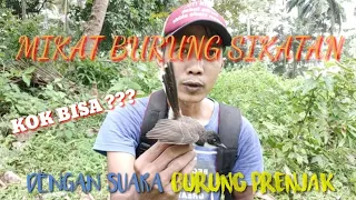 Download Kok Bisa !! Mikat burung Sikatan/Kipasan menggunakan suara burung prenjak MP3