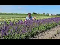Lagu Ideal for any climate: Salvia Feathers Peacock