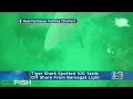 Tiger Shark Spotted 100 Yards Off Shore From Barnegat Light