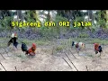 MIKATAYAMHUTAN  FART 10  PIKAT GARENG