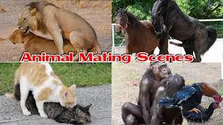 Download Horse mating and other animals Mating MP3