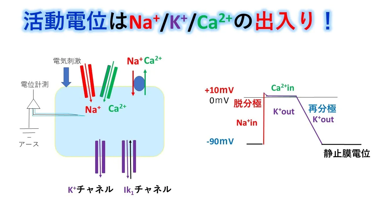 心電図:暗記からの卒業 35話 活動電位:イオン編