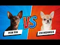 Miniature Pinscher vs Chihuahua Which is the Better Dog vs Dog