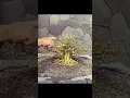 Download Lagu Inspirasi bonsai anting putri mame | Inspirasi bonsai juara | Inspirasi bonsai sultan