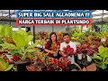 Lagu Super big sale aglaonema, best price at Plantsindo