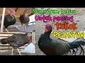 Download Lagu Sounds of female green jungle fowl for male fishing