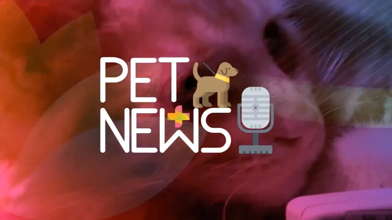 Dezembro Verde - Campanha alerta para maus tratos e abandono de animais