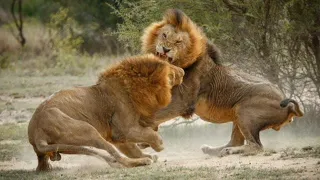 خاص القطط الكبيرة صراع الأسود صراع من أجل الكبرياء ناشونال جيوغرافيك National Geographic 