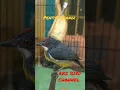 Download Lagu BURUNG CANTIK SUARA ASIK ..!!!! PENTIS PELANGI