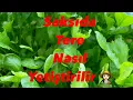 Download Lagu TERE TOHUMU NASIL EKİLİR? Tohumdan Sofraya👍